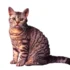 Tips for Transitioning Your American Wirehair to a New Litter Box