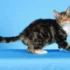 Choosing a Compatible Breeding Partner for Your American Wirehair