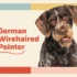 The Ultimate Guide to Understanding American Wirehairs’ Separation Anxiety