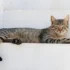 Expert Litter Training Tips for Your California Spangled Kitten