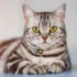American Shorthair Cats and Other Pets: What You Need to Know