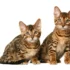 The Unique Genetic Traits of California Spangled Cats