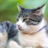 How American Wirehair Cats Compare to Other Breeds in Terms of Temperament