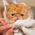 Grooming Your American Shorthair: How Often Should You Brush?