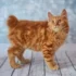 Importance of Thick Tail in American Bobtail Breed
