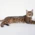 Explore the Territorial Nature of California Spangled Cats