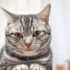 Effective ways to deal with obesity-related health issues in American Shorthairs