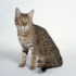 Urinary Tract Infections in California Spangled Cats
