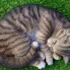 Common Ear Problems in American Shorthairs