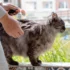 Signs of Dehydration in American Wirehairs