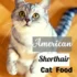 A Brief History of American Shorthair Breed in North America