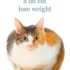 Managing Asthma in American Shorthair Cats: Tips and Tricks