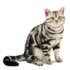 Are American Shorthair Cats Friendly? Let’s Find Out