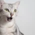 Stress and Shedding in American Shorthairs
