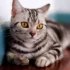 Litter Box Training for Your American Shorthair Kitten
