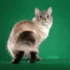 The Feline Therapists: How American Bobtails Provide Emotional Support
