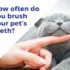 Proper Brushing Techniques to Keep Your American Wirehair Comfortable and Healthy