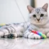 Comparing the Life Expectancy of American Shorthair Cats with Other Popular Cat Breeds