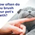 Alternative Methods to Keep Your American Wirehair’s Teeth Clean