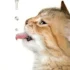 How to Clean Your American Shorthair’s Ears