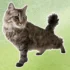 The Fascinating History of American Bobtail Breed