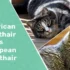 The Significance of Genetic Diversity in American Shorthair Cats