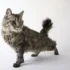 Prevent Obesity in Your American Bobtail Cat