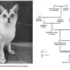 Comparing the Ancestry and Evolution of American Shorthair with Other Shorthair Cat Breeds