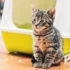 Why Calcium and Phosphorus are Essential for American Shorthair Cats