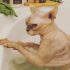 How to Clean Sphynx Ears: Useful Tips