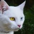 Diatomaceous Earth for Fleas on Cats: Everything You Need to Know in 2022