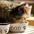 Best Cat Food for Older Cats with Bad Teeth – Your All-Time Purchase Guide in 2024