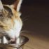 15 Best Litter Boxes for Large Cats in 2022: Tested and Reviewed