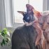 What Color Are Sphynx Cats: All About Cat Colors