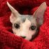 How to Clean Sphynx Ears: Useful Tips