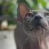 How to Bathe a Sphynx Cat: Step-by-Step Guide